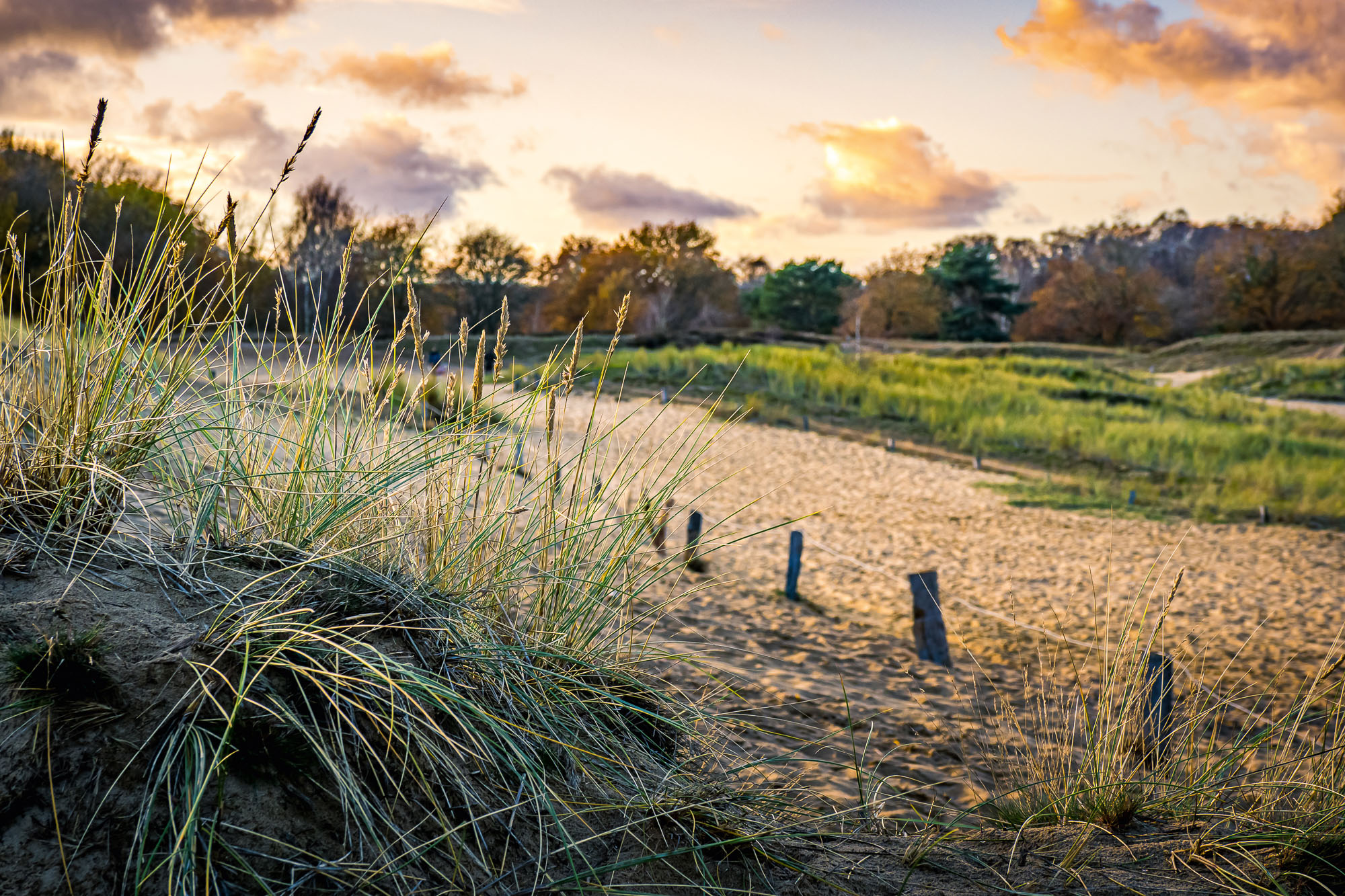 horizontal sundown scenery in the dunes of hamburg nature reserv